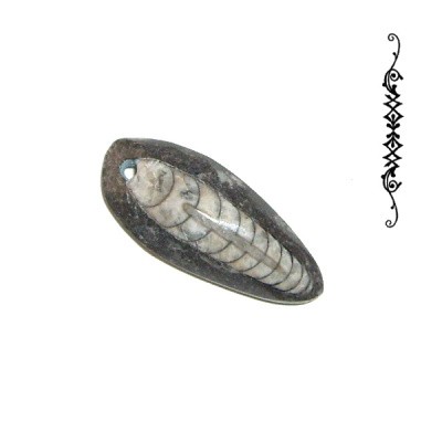 Orthoceras